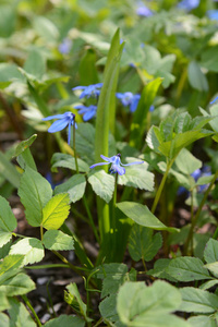 西伯利亚 squill 花scilla siberica在选择的焦点, 生长在树下的漂移