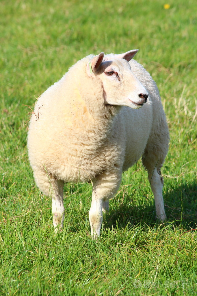 羊在草地上