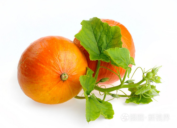黄色的南瓜蔬菜用孤立的绿色叶子
