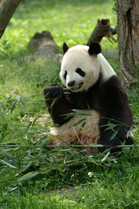 大熊猫在一个字段中