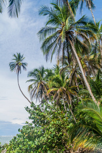 棕榈在 Cahuita 国家公园, 哥斯达黎加