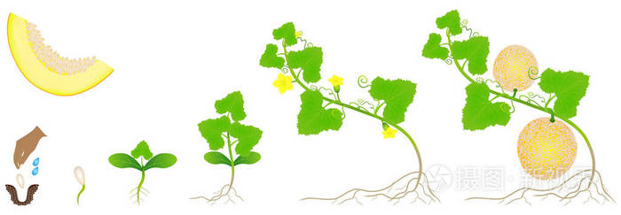 在白色背景下被孤立的黄瓜植株生长周期