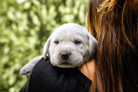 年轻可爱的白色小拉布拉多猎犬狗狗狗是背着一个女人的肩膀看起来很甜