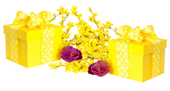 连翘和郁金香花朵黄色礼品盒
