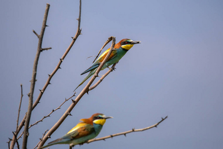 蜂食鸟 Merops apiaster 在不同的姿势