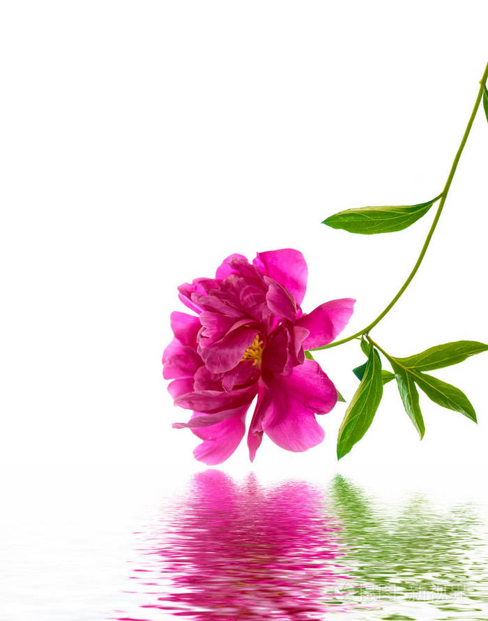 彩色鲜艳的牡丹花在白色背景下分离