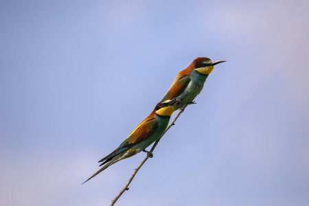 蜂食鸟 Merops apiaster 在不同的姿势