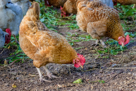 擦伤鸡在农家院院子里的形象