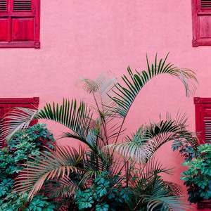 棕榈在粉红色的位置。植物对粉红色的概念。时尚简约设计