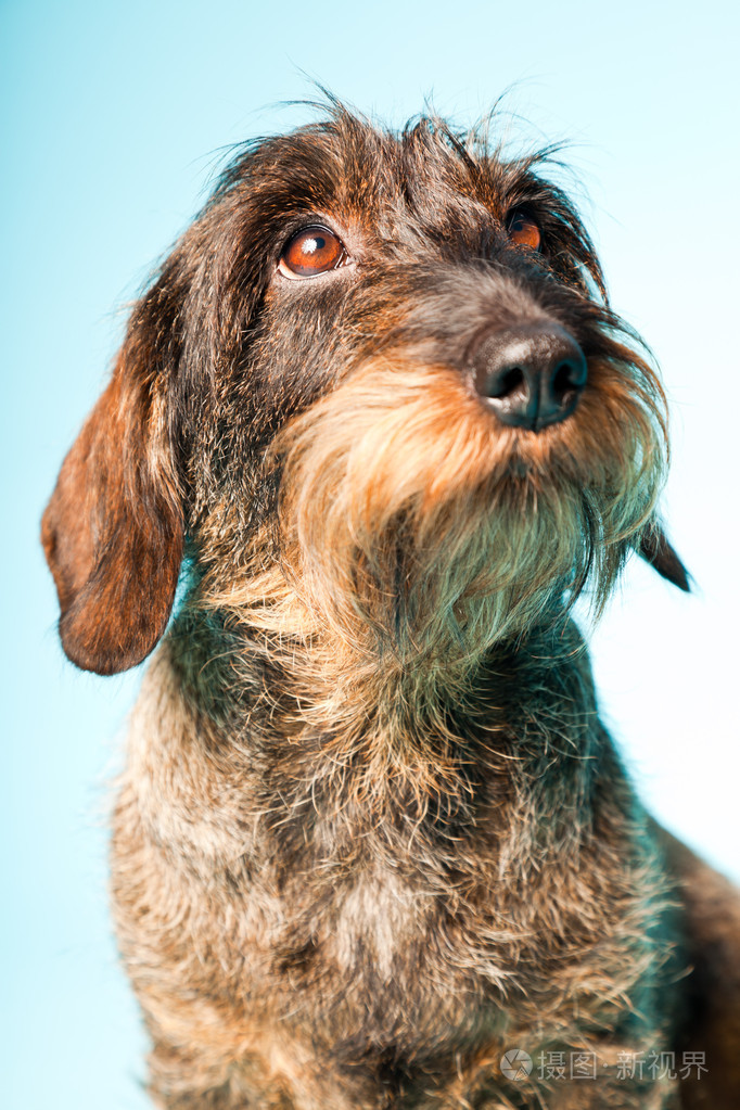 孤立在淡蓝色背景的可爱粗毛狗工作室拍摄