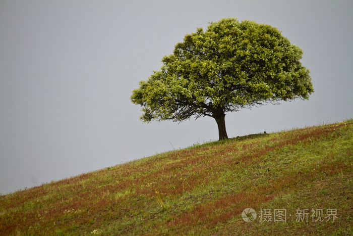 在山中棵孤独的树
