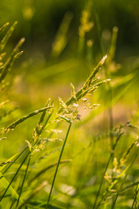 美丽的夏天草甸花和草在拉脱维亚, 北欧的仲夏节日