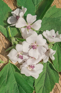 野花葵花。沼泽锦葵夏花。木桌上的棉花糖花