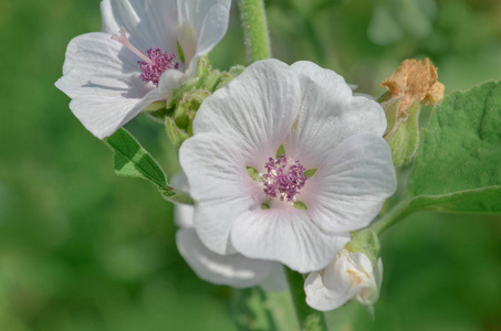 棉花糖葵花花。田间常用棉花糖