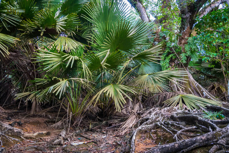 温带落叶阔叶林丛林中坚不可摧的灌木丛中的一个大的绿色灌木.