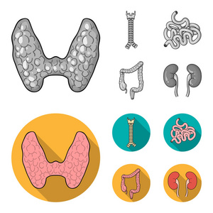 甲状腺, 脊柱, 小肠, 大肠。人体器官集合图标单色, 平面式矢量符号股票插画网
