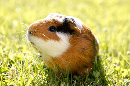 Cuy cavia porcellus es un animal domstico del hogar popular