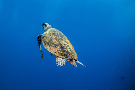 玳瑁龟 玳瑁玳瑁 imbricata 游离摄像机进入开阔水域照片