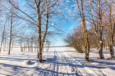 透明的森林冷空气。蹲在雪地里的路。硬木树丛在圣诞节。阳光明媚的寒冷的一天在北极, 拉普兰。极端旅游的概念