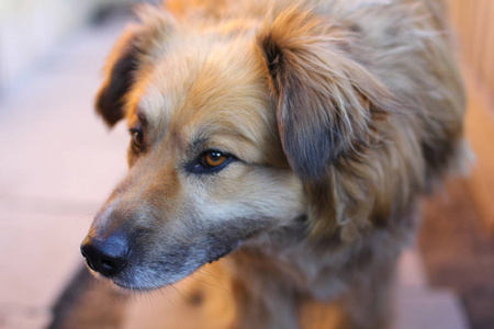一条快乐的红色毛茸茸的狗的肖像