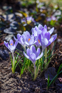 丁香花番红花盛开