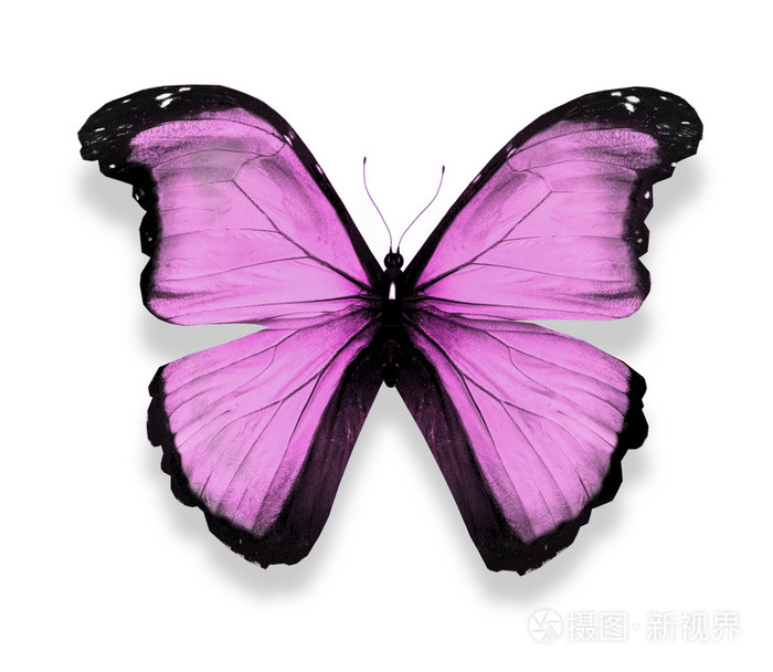 紫蝶孤立在白色