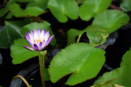 美丽的莲花在热带