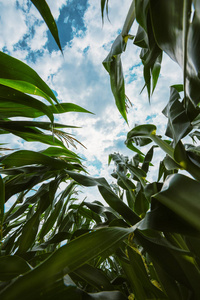 从下面的玉米作物。玉米植株生长在高空, 低角度下观