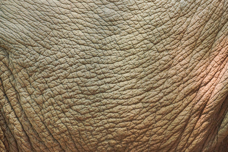 背景的大象皮肤纹理