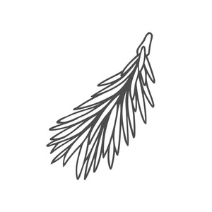 手拉的松树枝孤立在白色背景上。墨中刻的复古风格的插图