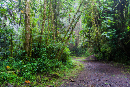 巴拿马国家公园阿瓜火山巴鲁的小马路