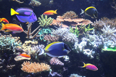 水下的场面与美丽的热带鱼hepatus蓝塘
