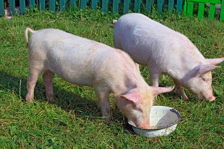 在绿色草地上的小猪照片