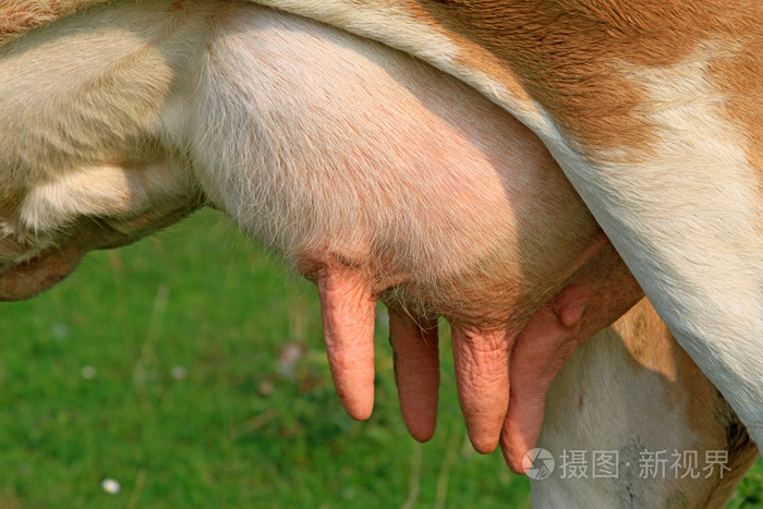 青年母牛 udder