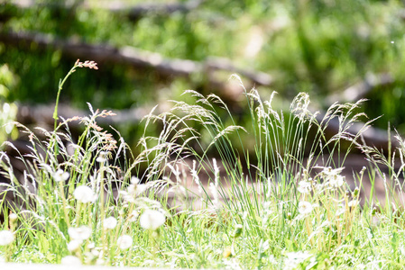 阳光明媚的草地与 dandellions 和雏菊在夏天在农村