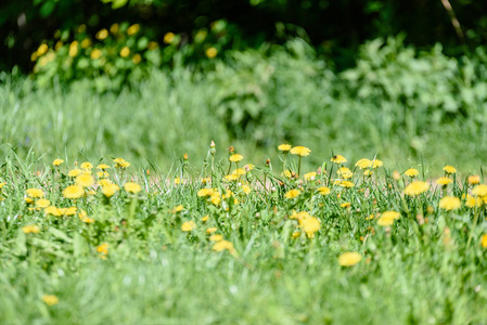 阳光明媚的草地与 dandellions 和雏菊在夏天在农村