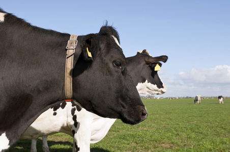 荷斯坦种公牛荷斯坦奶牛照片