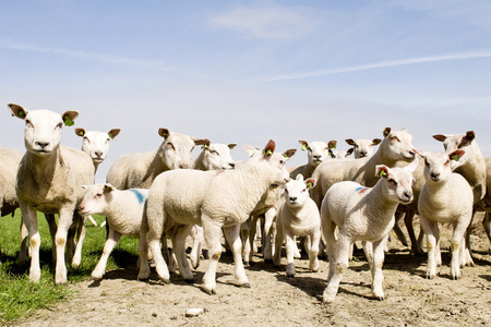 春天的羊和小羊