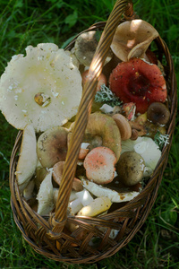 一篮子夏季森林蘑菇不同的柔和色调的背景下的森林空地