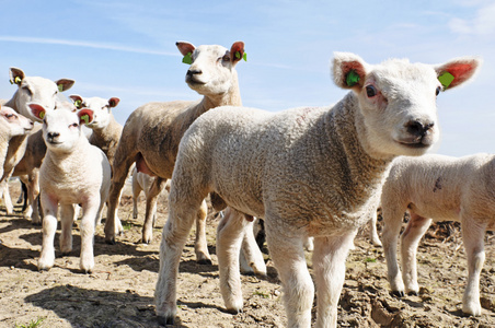 春天的羊和小羊