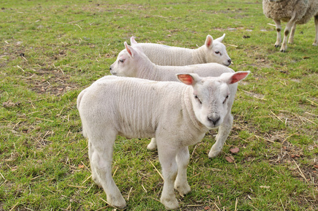 畜群的羊和小羊
