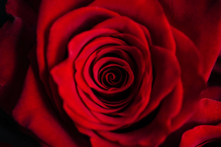 一个红色的娇嫩的玫瑰芽。情人节微距背景壁纸