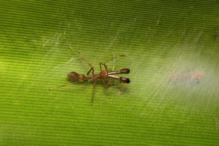 蚂蚁模仿蜘蛛, 蚁蛛 sp, 跳蛛科班加罗尔印度