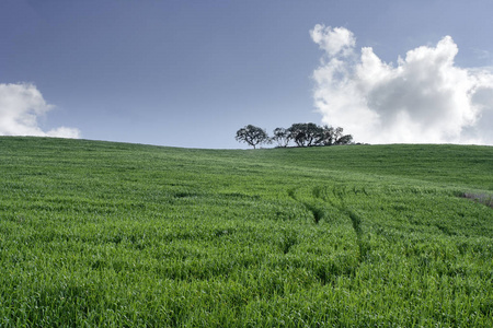 葡萄牙南部典型的 Alentejo 平原景观