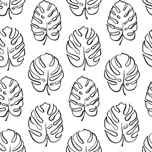 龟背竹图片大全