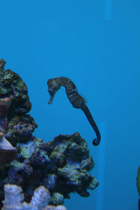 水族馆的海马是惊人的美丽的生物观看他们是非常有趣的他们的旅行方法会给你带来惊喜的值得一看