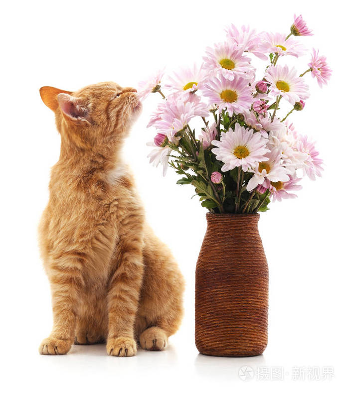 白色背景的洋甘菊分离的小猫