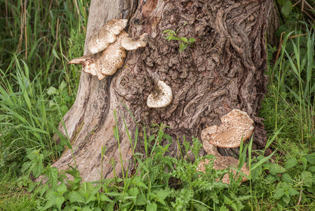 野蘑菇生长在树干脚下的森林里。