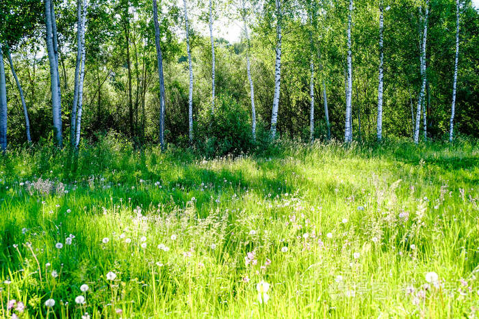 阳光明媚的草地与 dandellions 和雏菊在夏天在农村