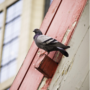 灰色城市屋顶上的鸽子图片